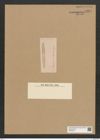 Diatomeae indet. Zeichnungen Sammlung Grunow Nr. 5941 (NHMW-BOT-W0374427)
